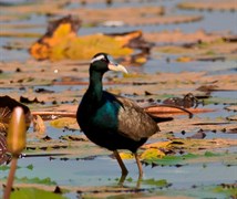 Bronze winged Jacana