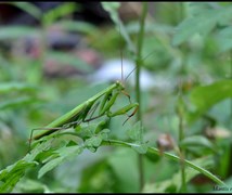 Mantis religiosa religiosia