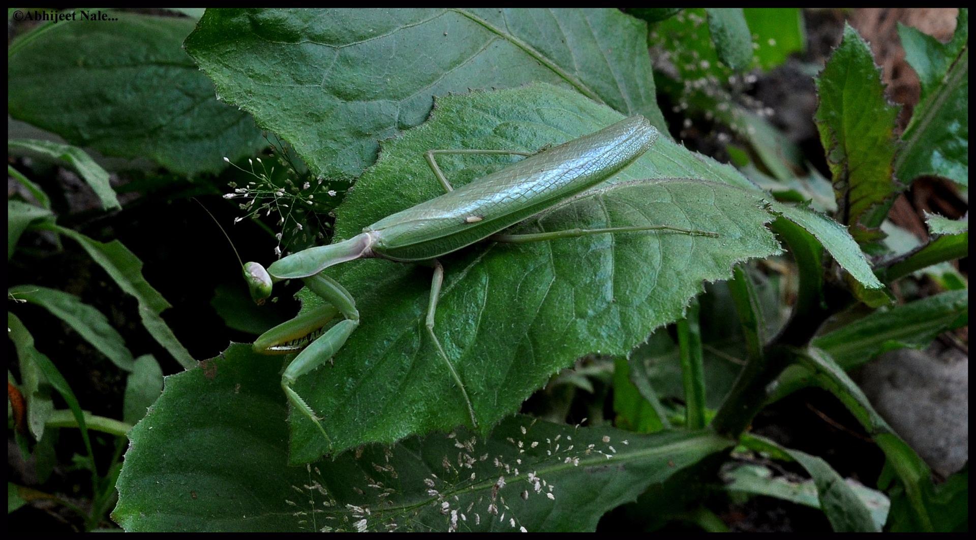 Hierodula ventralis