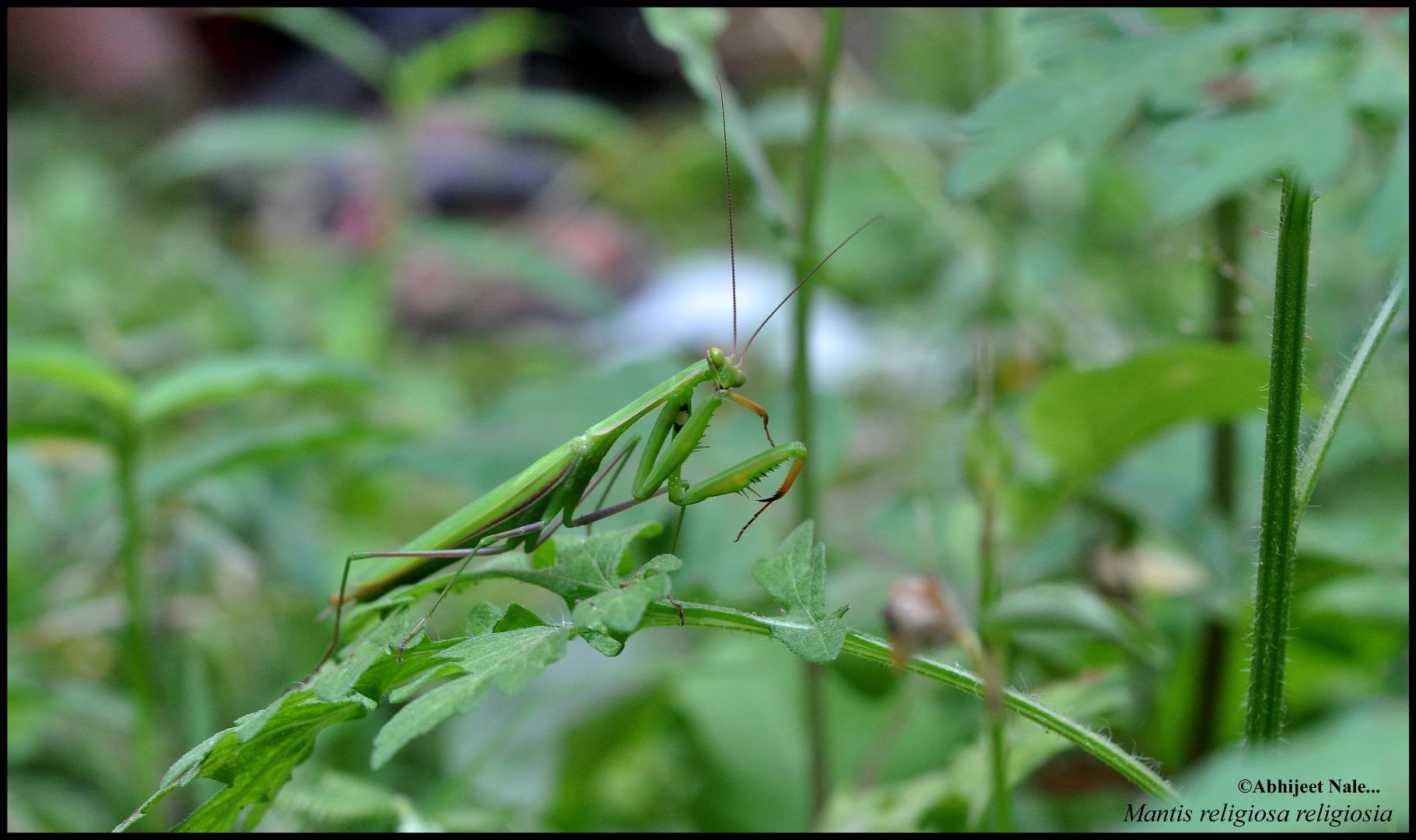 Mantis religiosa religiosia