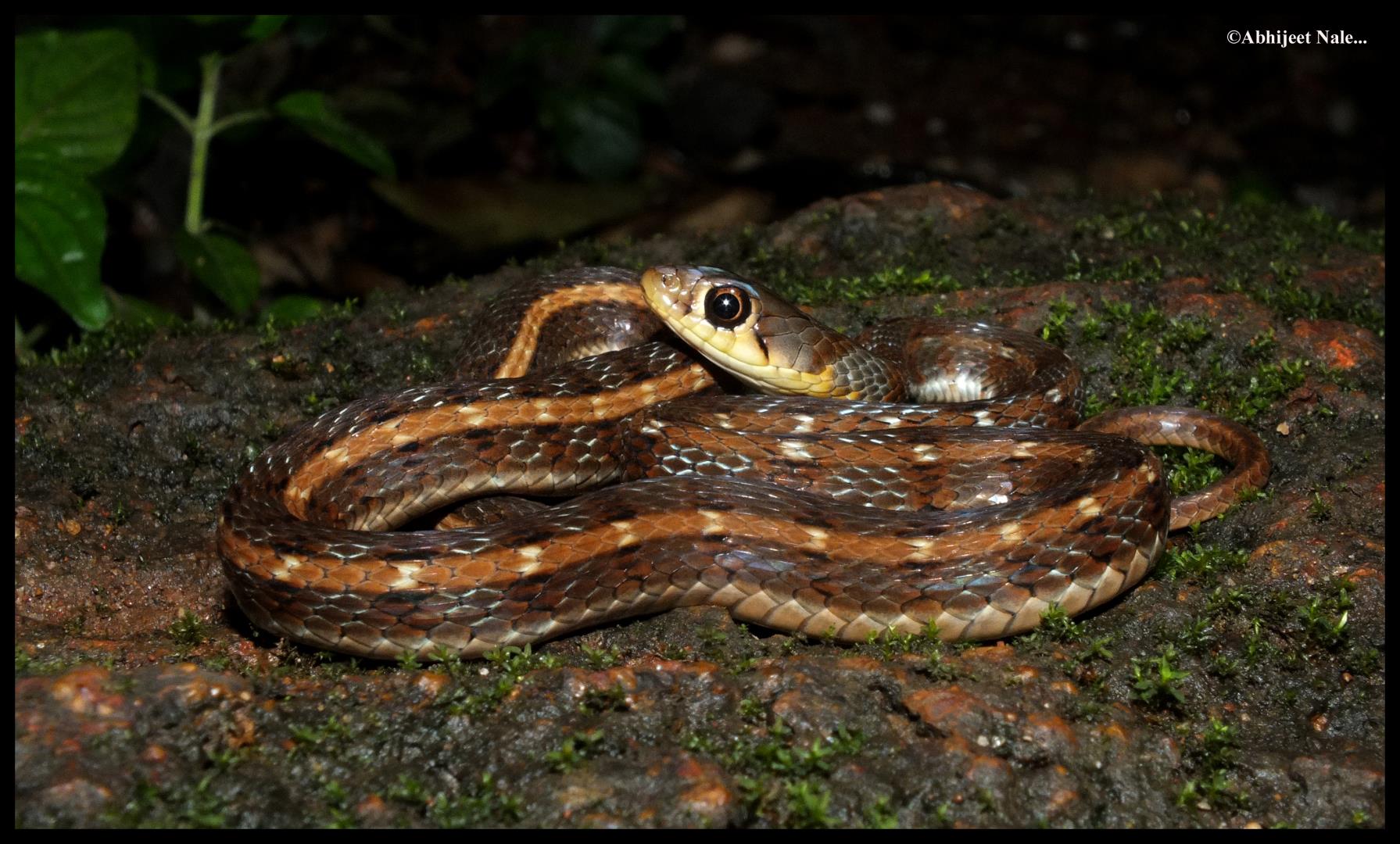 striped keelback