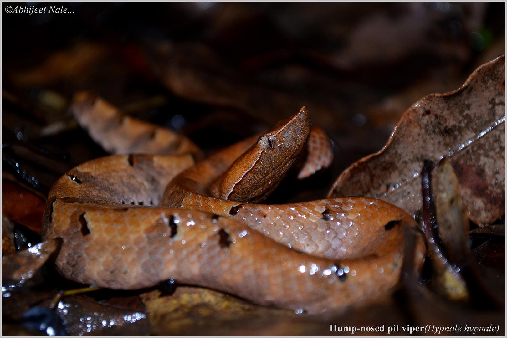 Hump-nosed pit viper