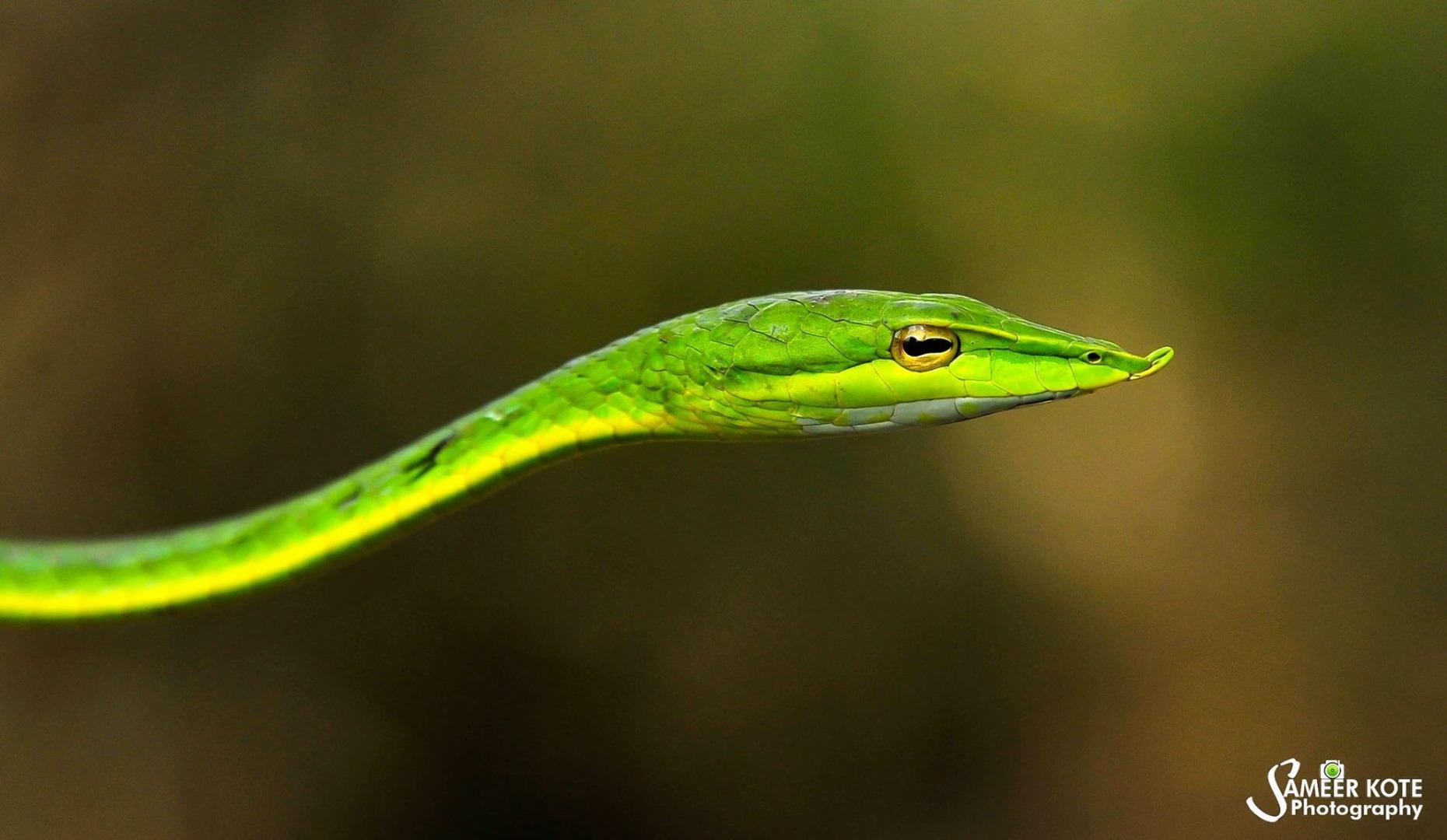 Green vine snake 