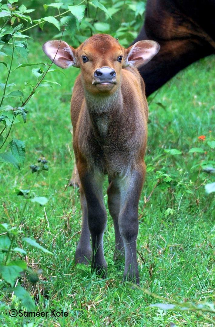 Baby Gaur