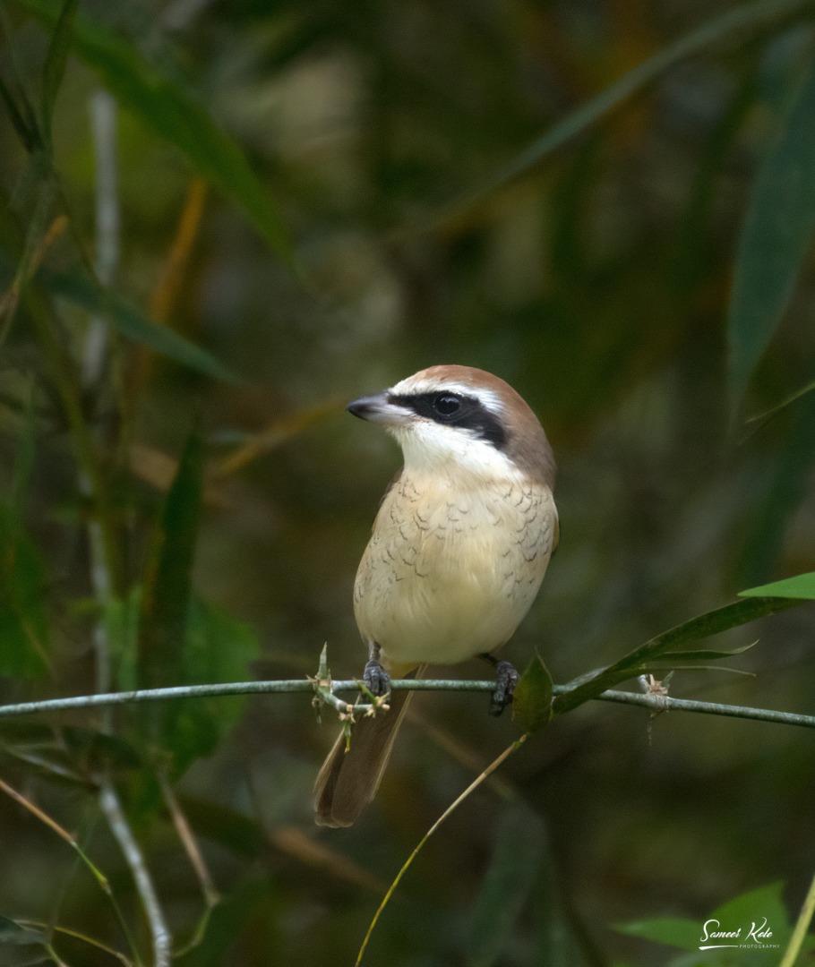 Brown Shrike