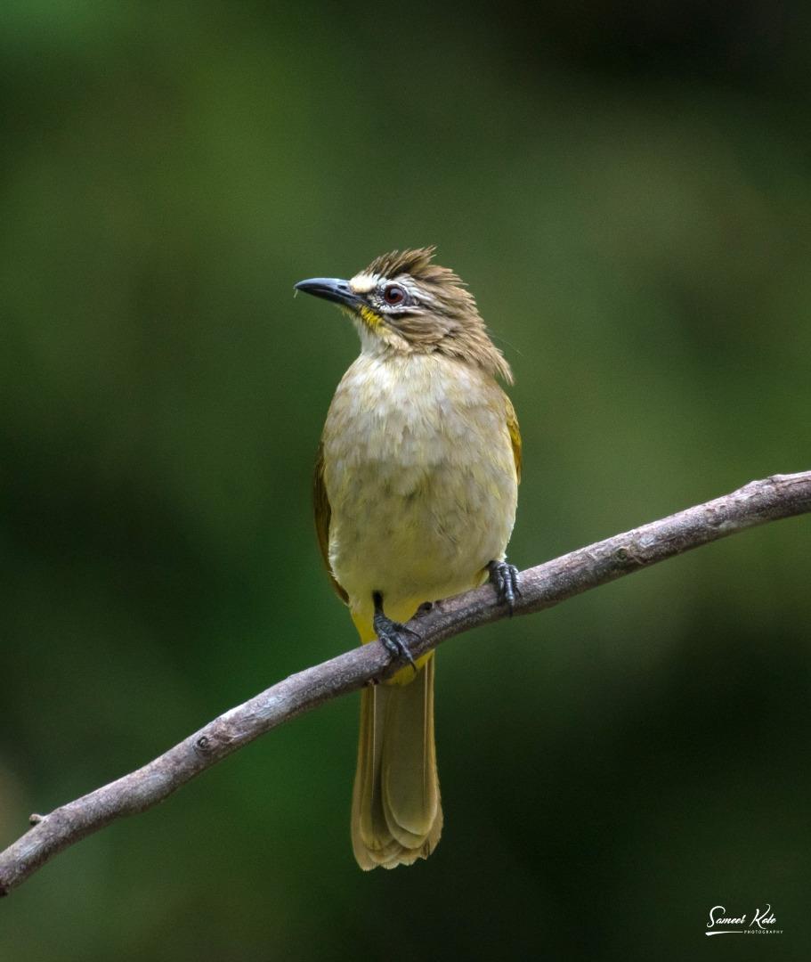 "???? ??????? ??????" White Browed Bulbul