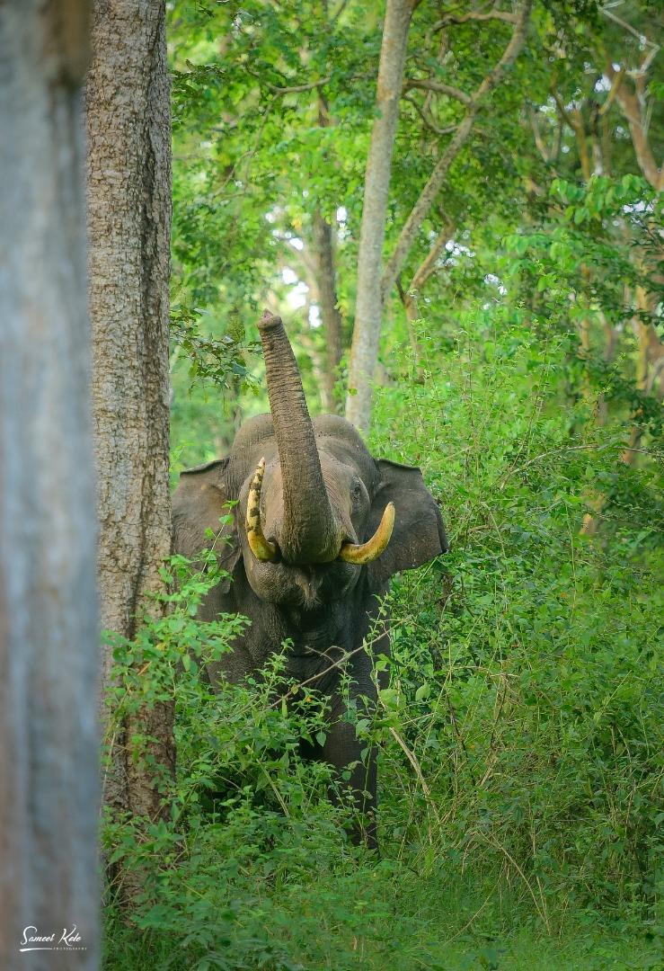 Tusker