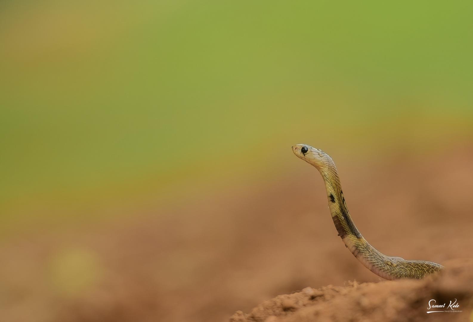 Indian Cobra - Baby