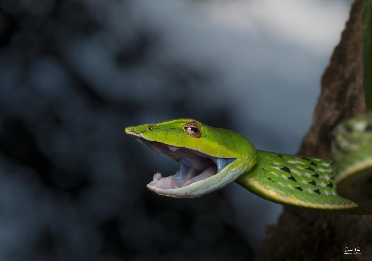 Green Vine Snake