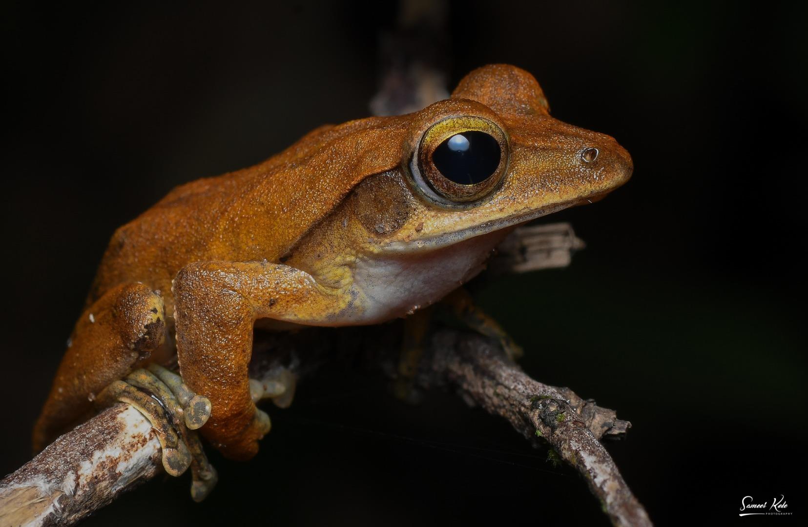 Common Indian Tree Frog