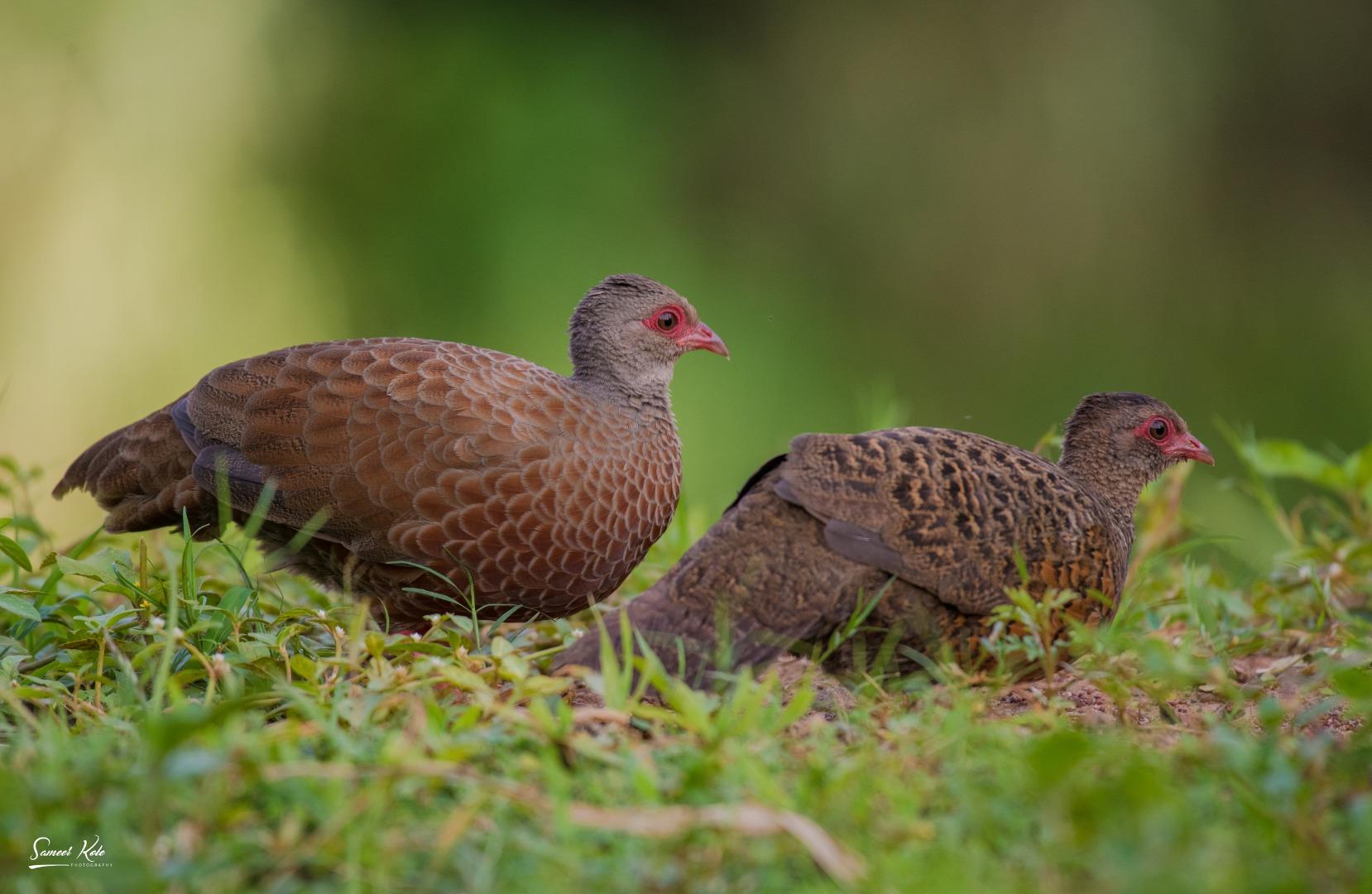 Red Spurfowl - Pair