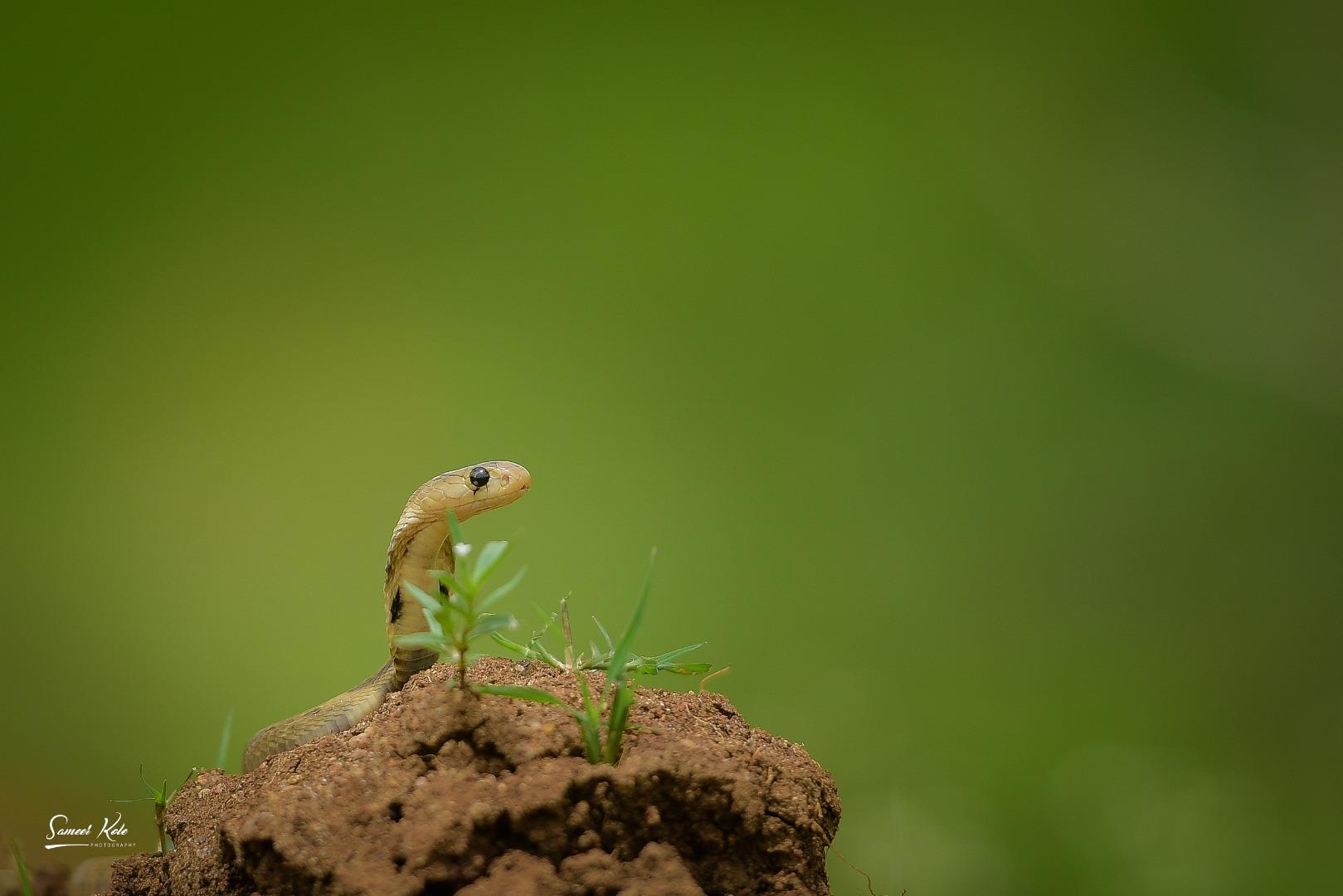 Indian Cobra - Baby