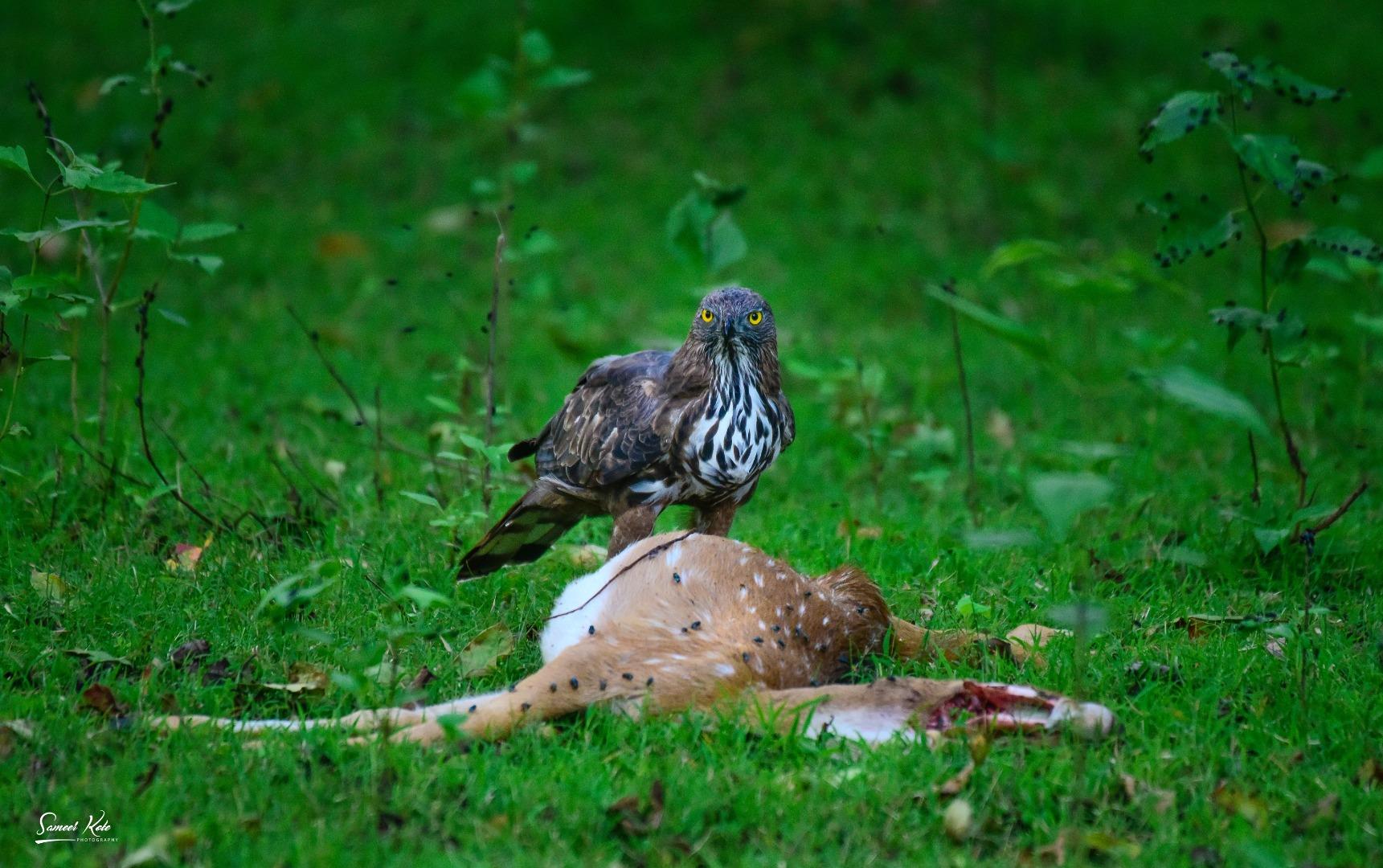 Crested Hawk Eagle Feeding on Spotted Deer