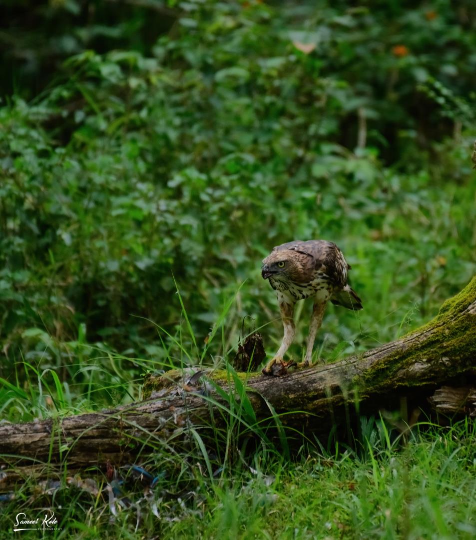 Changeable Hawk Eagle Feeding On Kingfisher