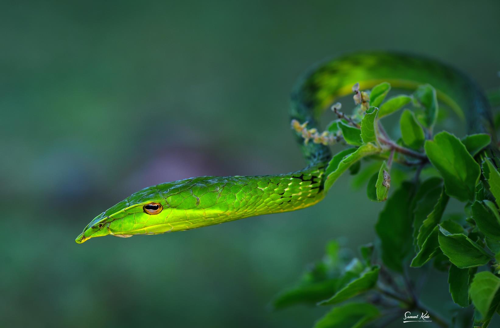 Green Vine Snake