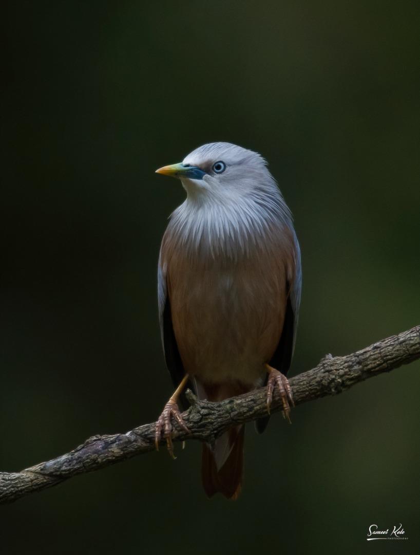 Chestnut Tailed Starling