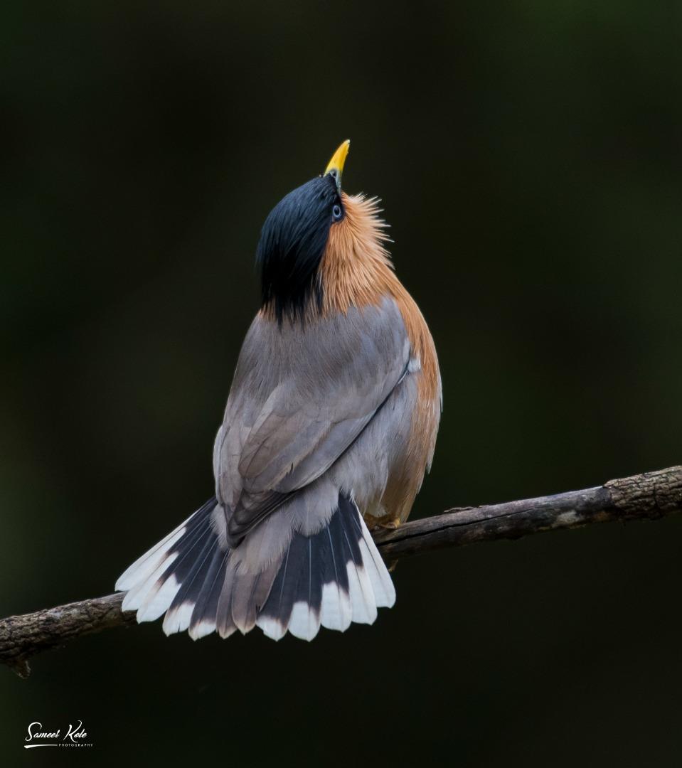 "?????? ????????" Brahminy Starling