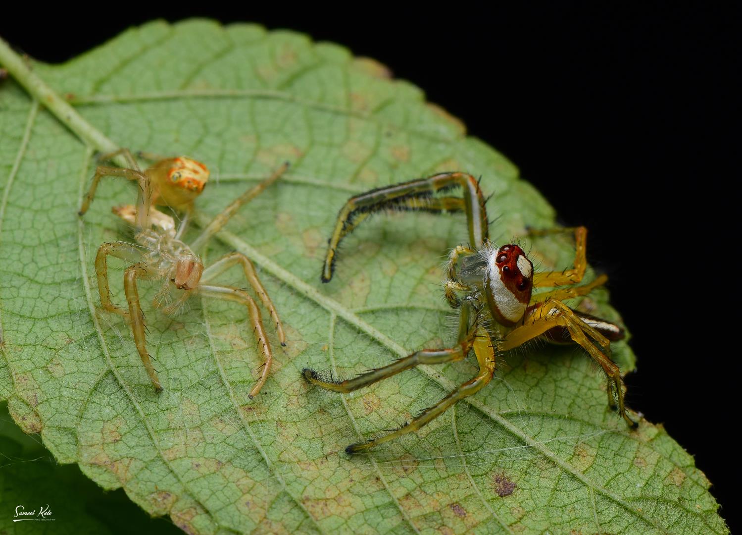 Two Striped Jumping Spider