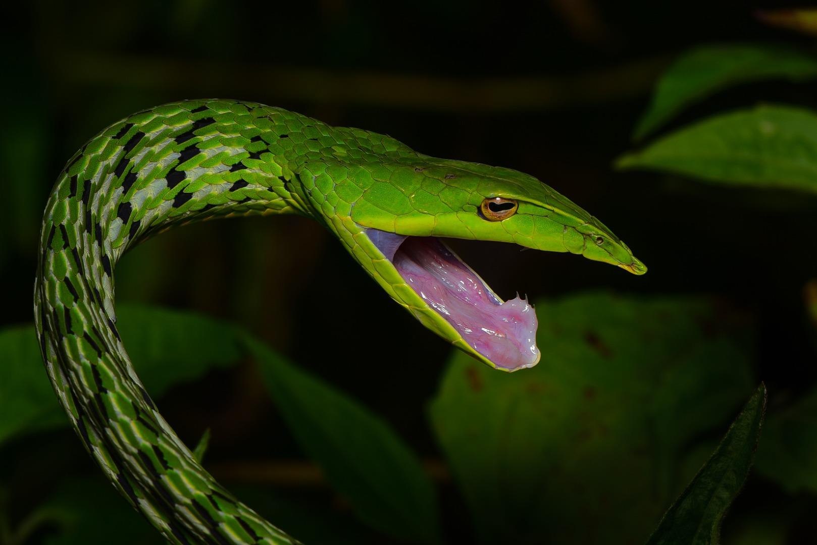 Green Vine Snake