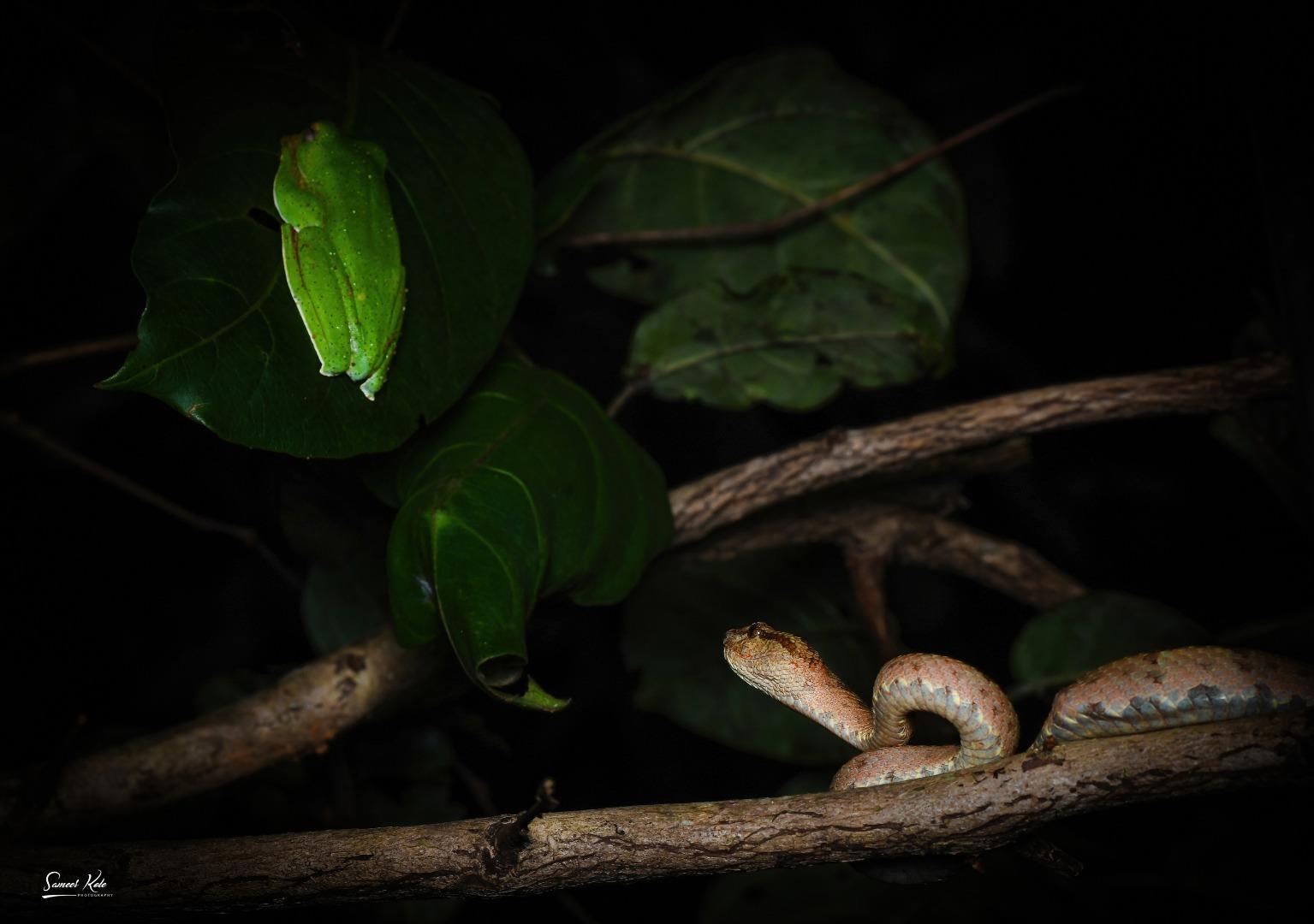 Malabar Pit Viper & Malabar Gliding Frog