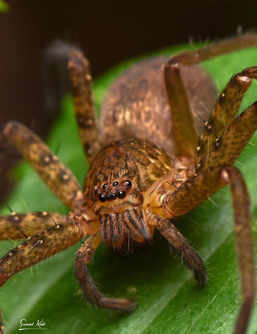 Huntsman Spider