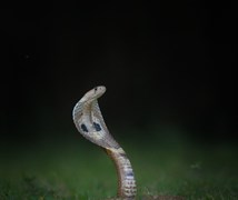 The Indian cobra (Naja naja)