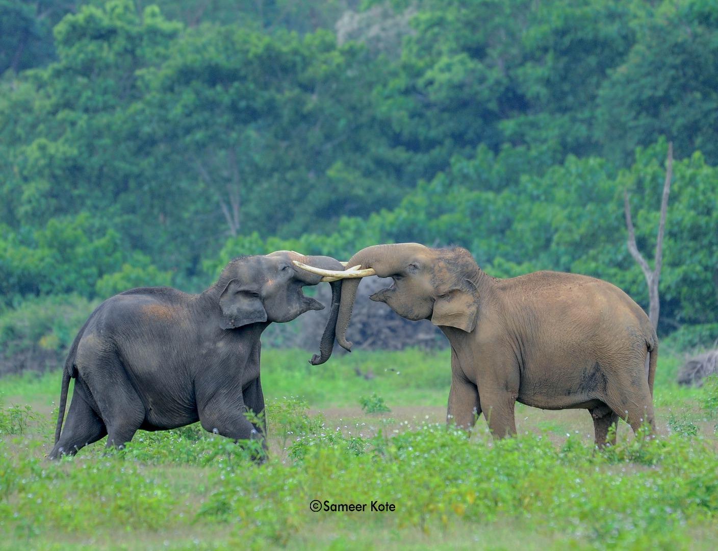 Elephants