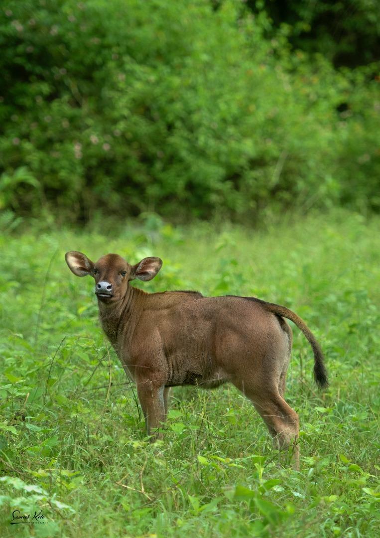 Baby Gaur