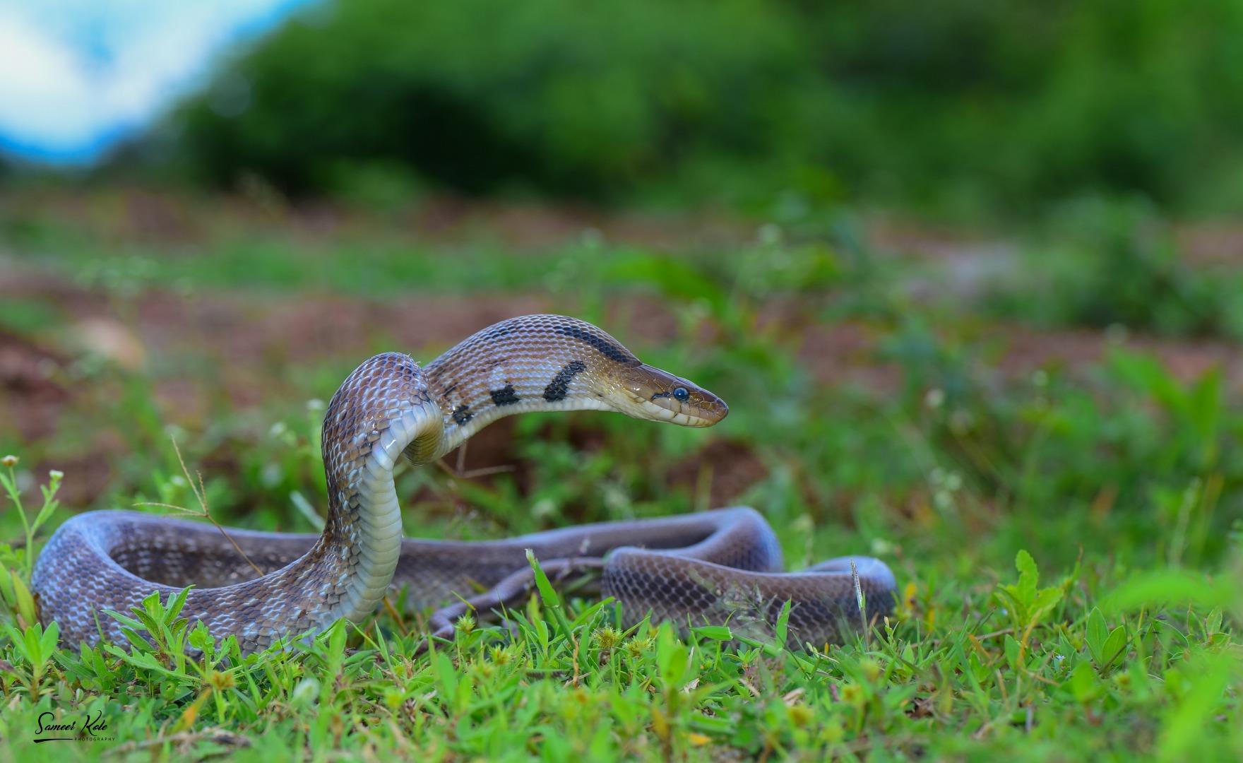 Common Trinket Snake 
