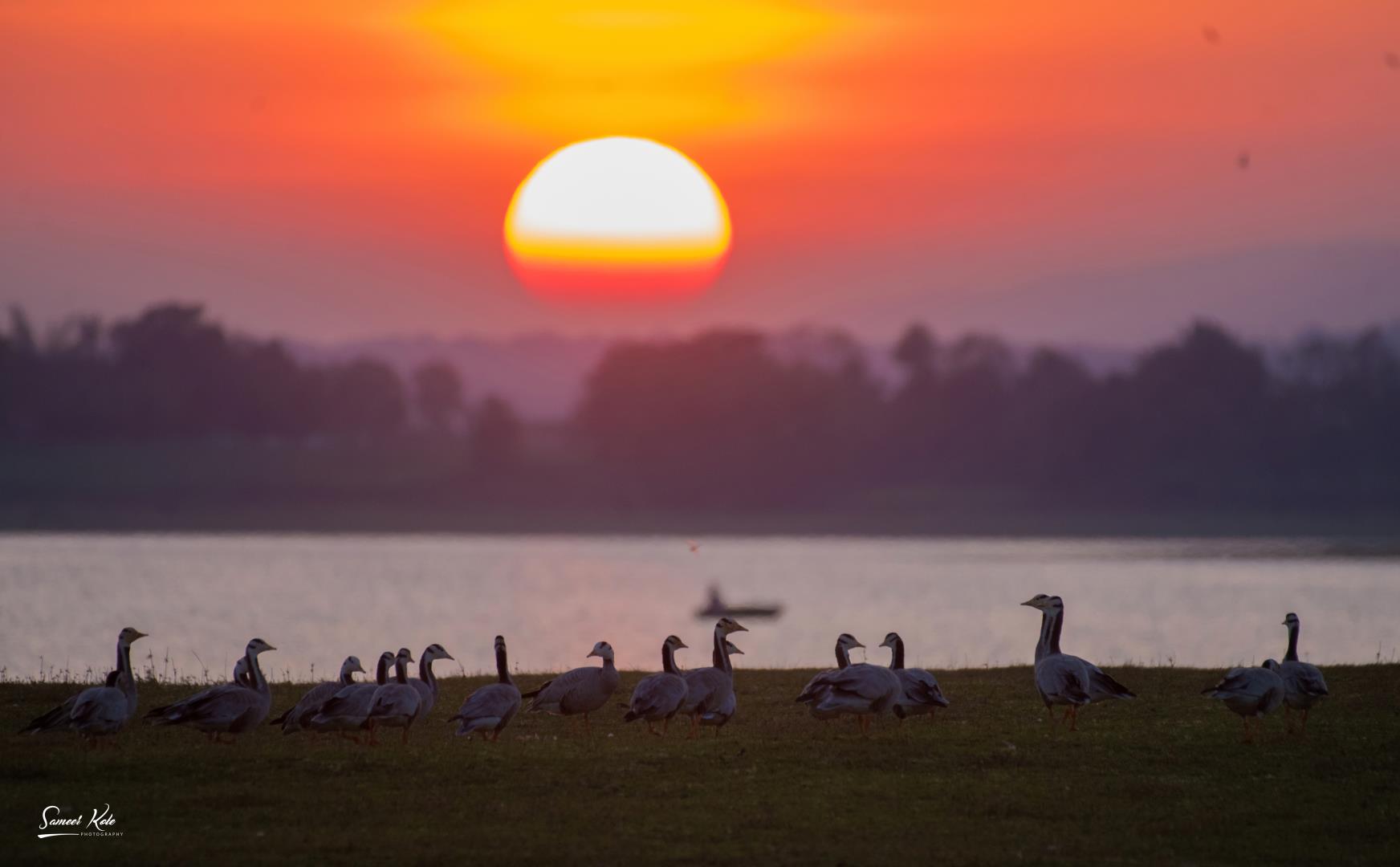 Bar Headed Geese