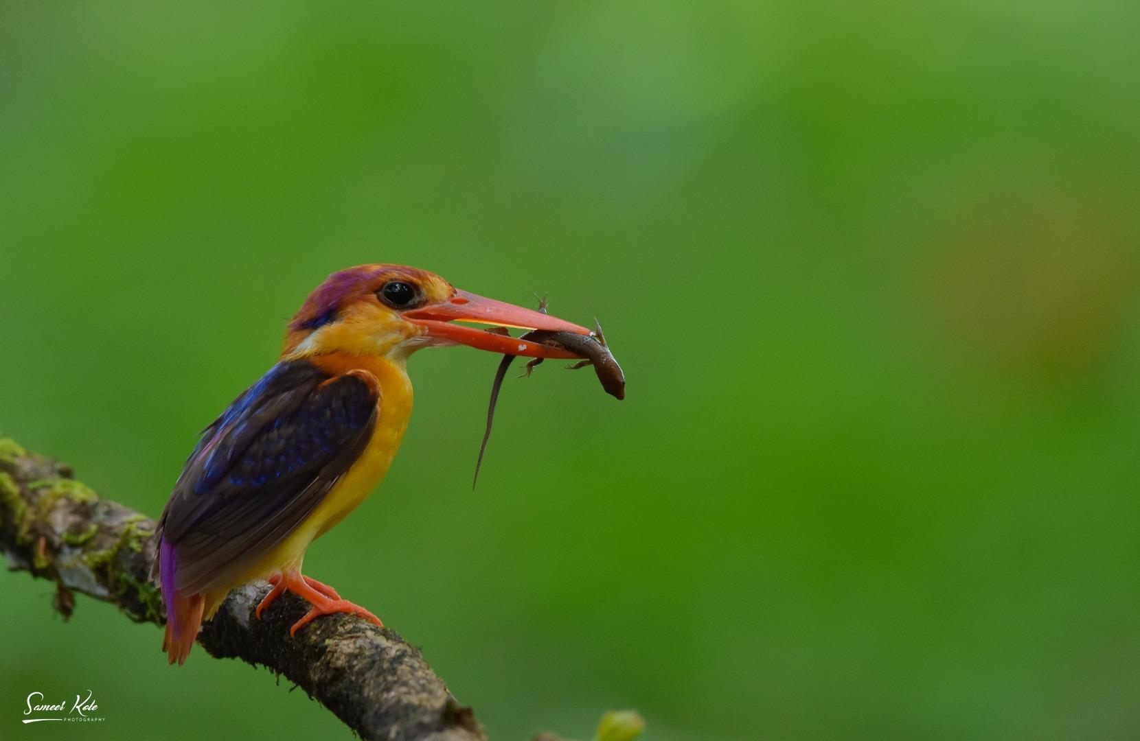 Oriental Dwarf Kingfisher