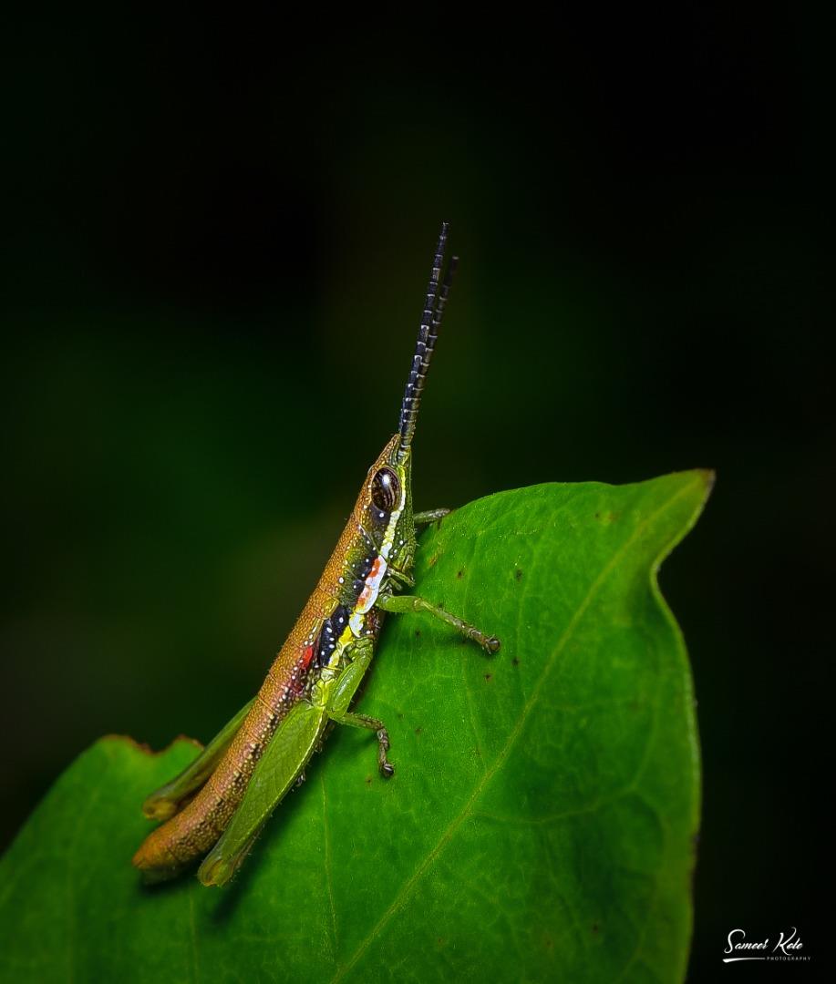 Gaudy Grasshopper