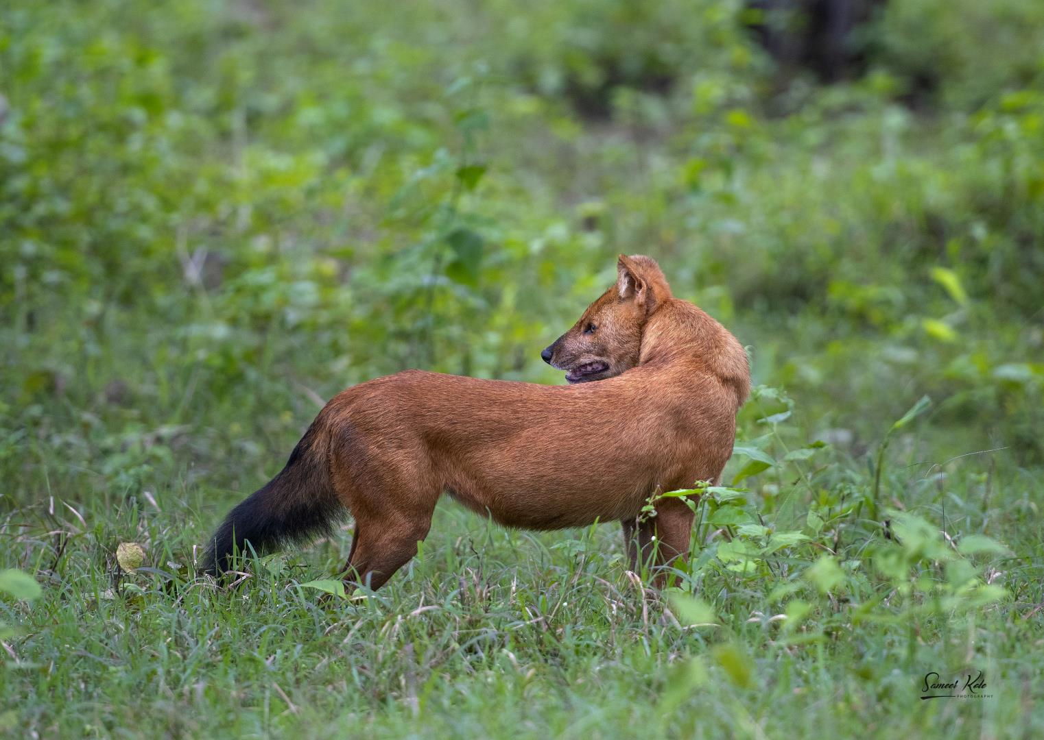 "???? ????" Wild Dog