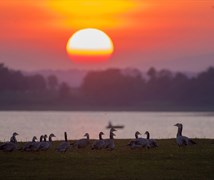 Bar Headed Geese