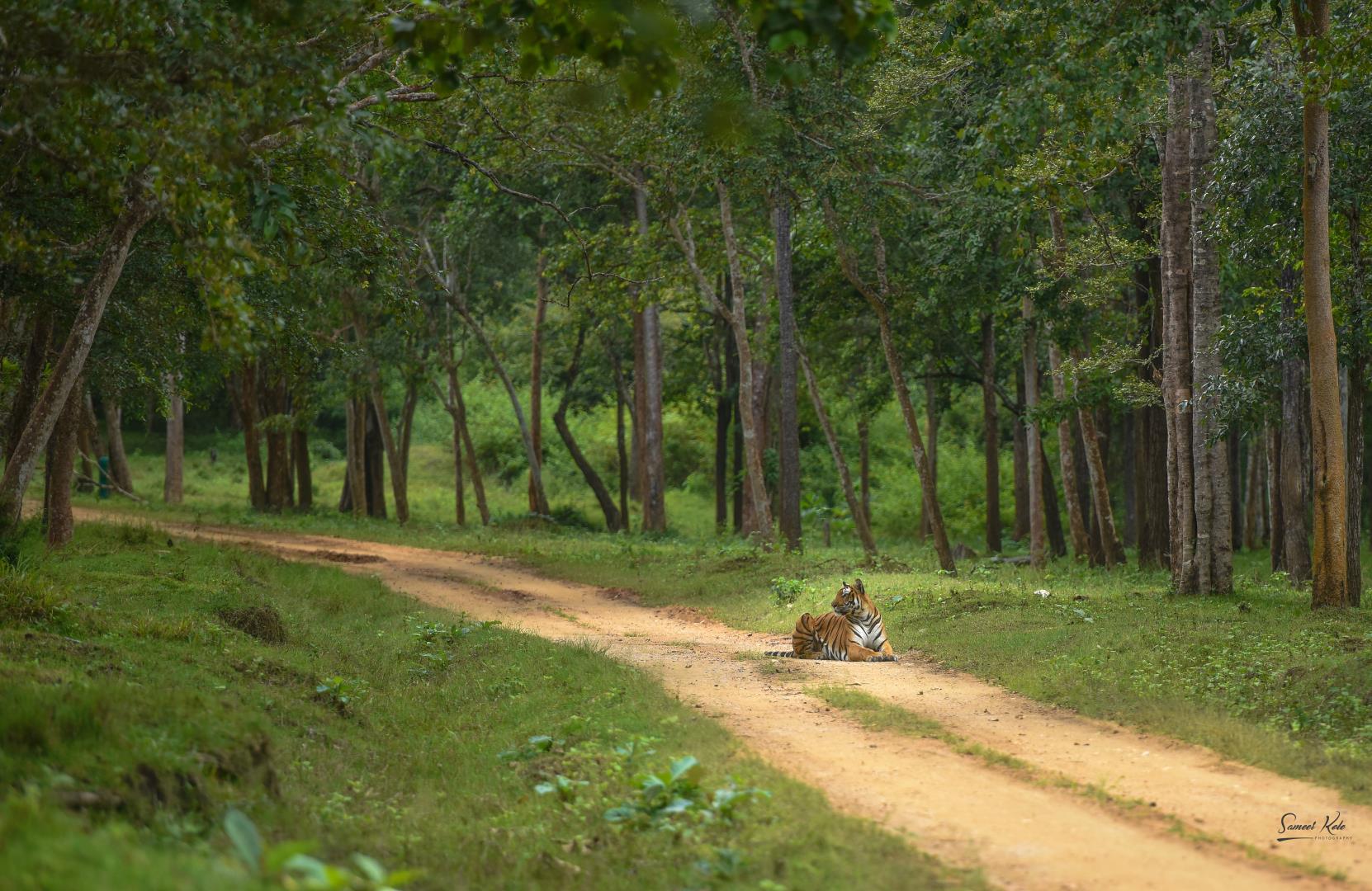 Tiger