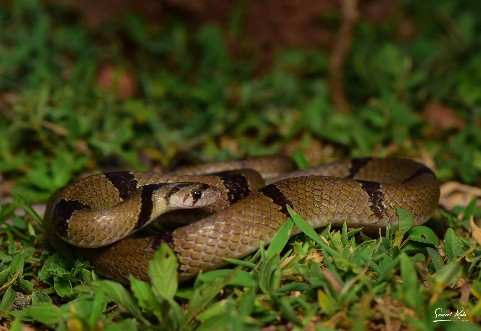 Banded Kukri - Non Venomous