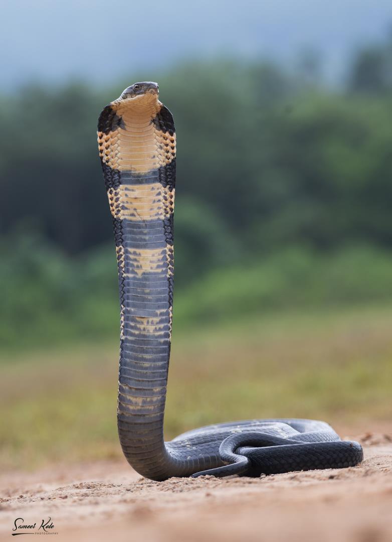 King Cobra