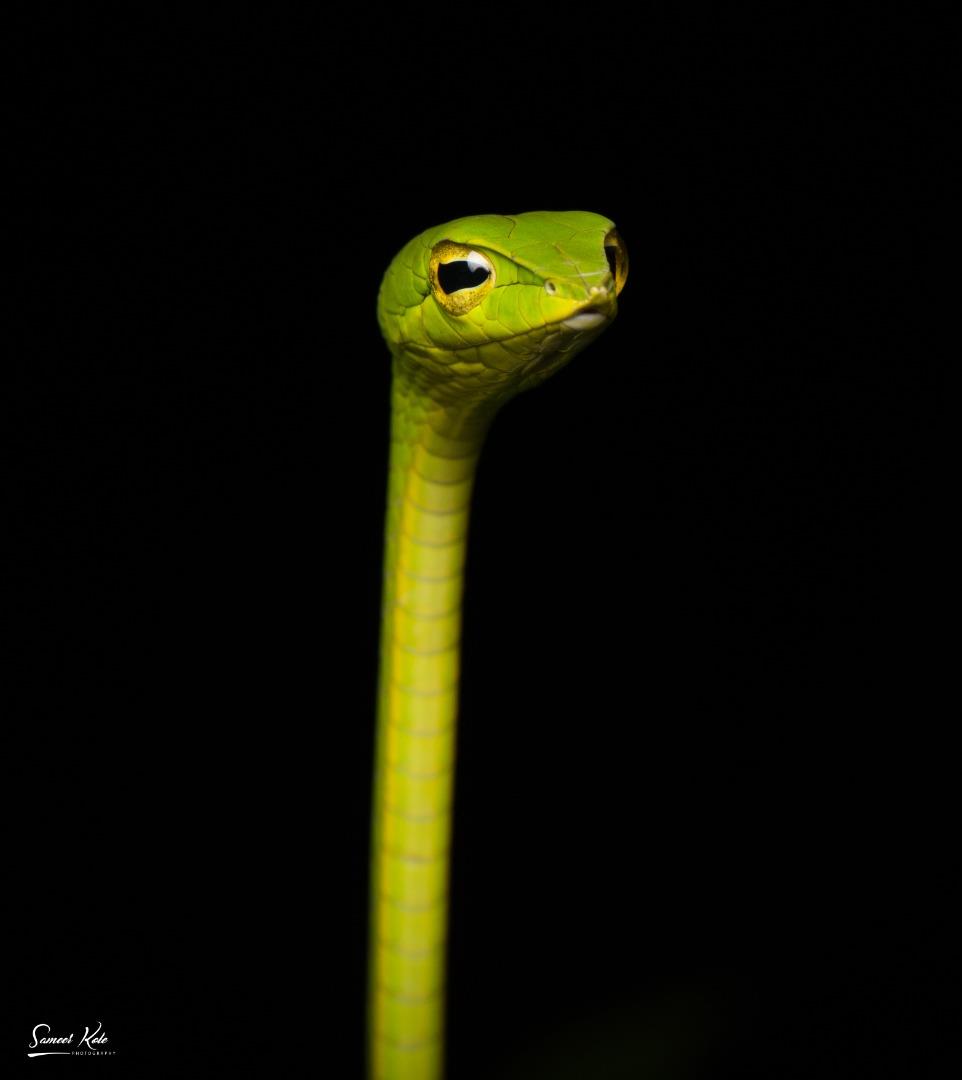 Green Vine Snake