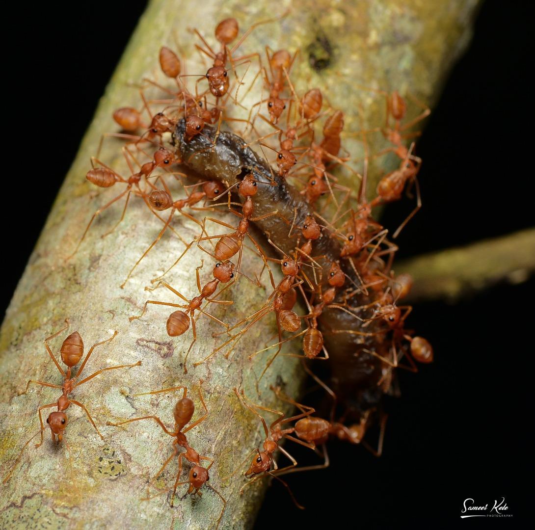 Weaver ant 