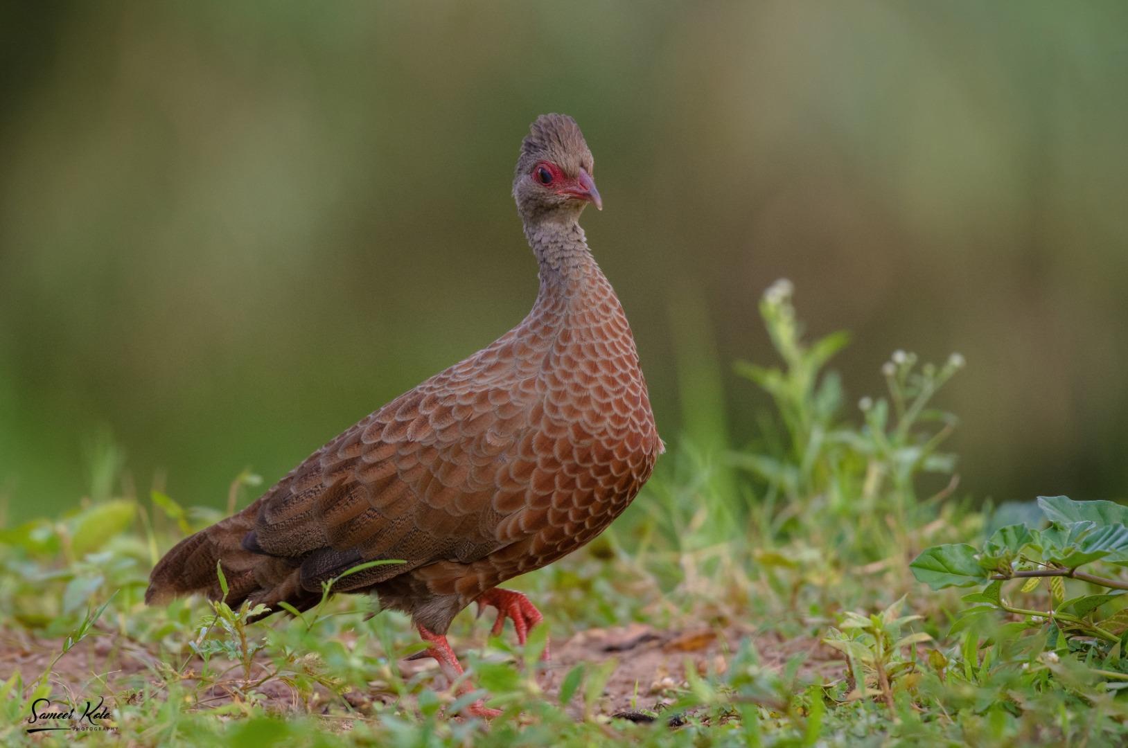 ????? ?????????? - Red Spurfowl 