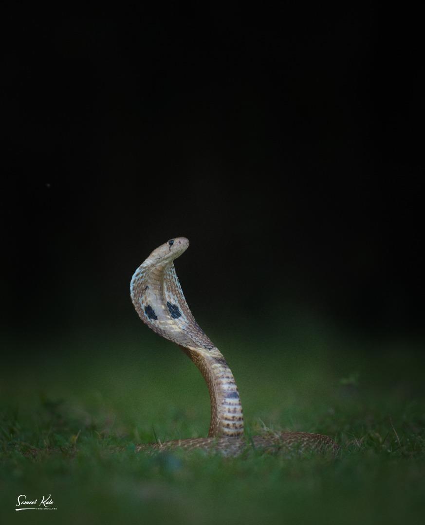 The Indian cobra (Naja naja)