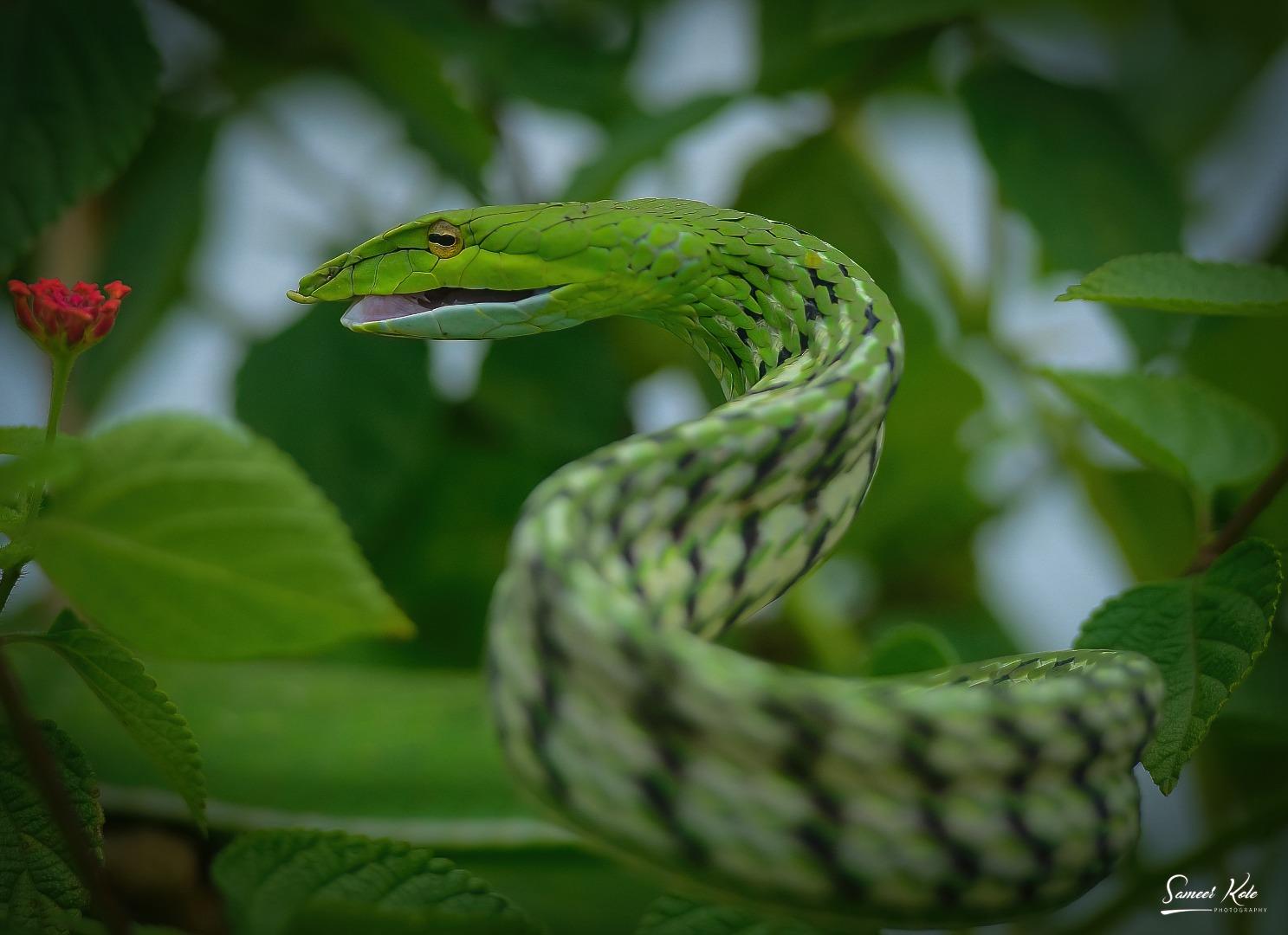 Green Vine Snake