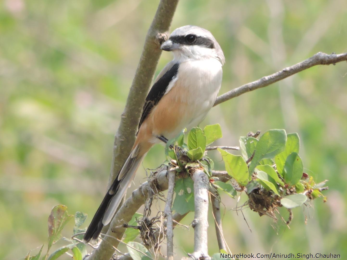 Long-tailed Shrike