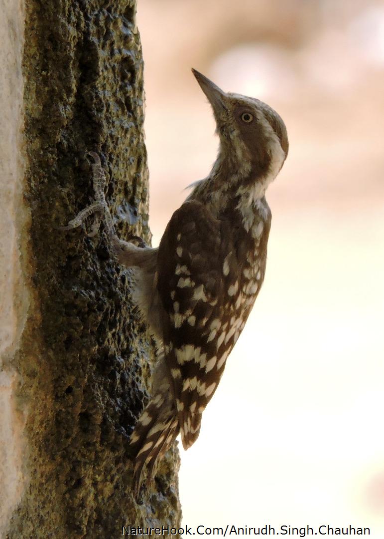 Brown-capped pygmy woodpecker.