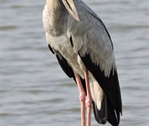 Asian Openbill stork