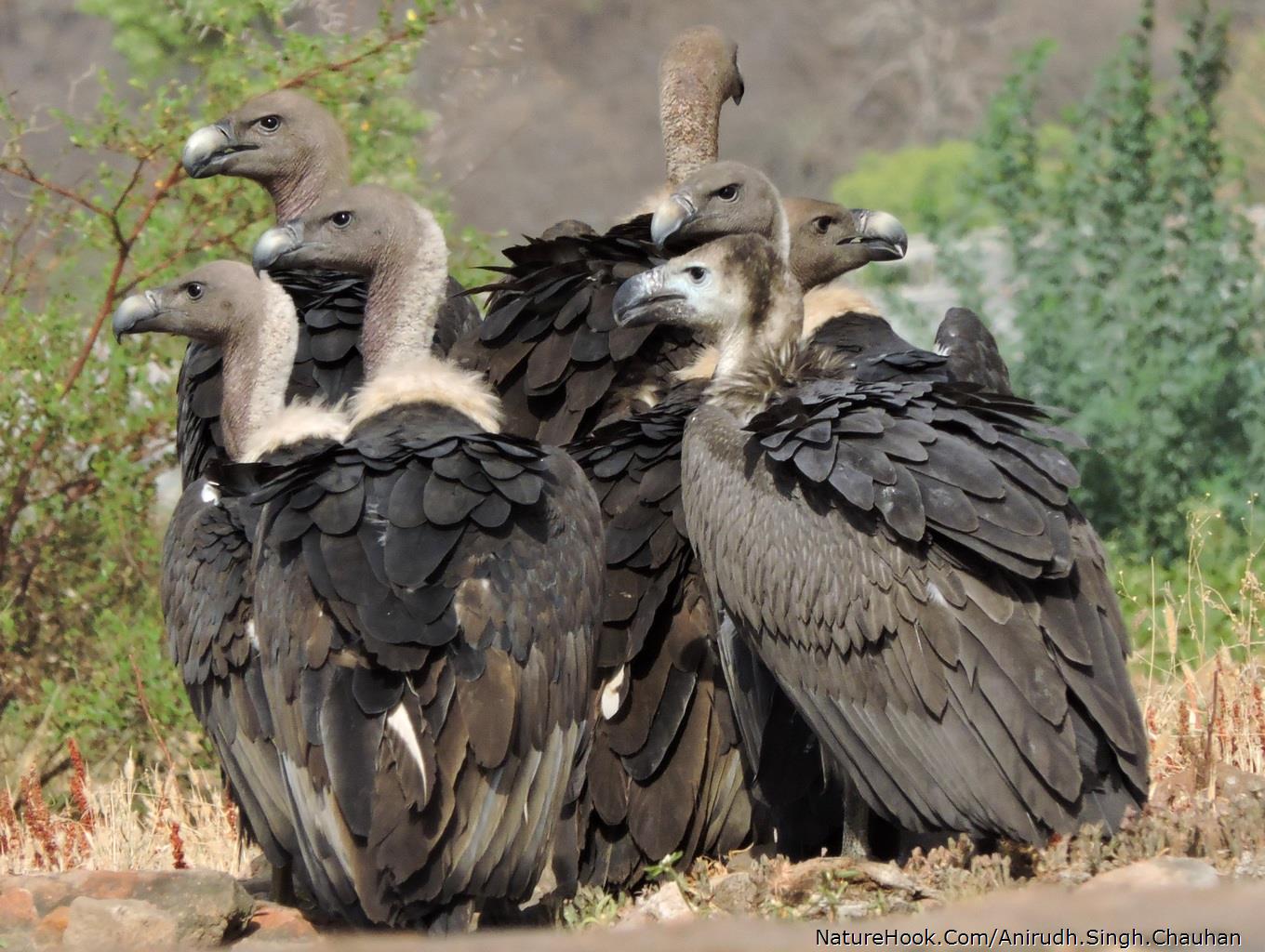 White-rumped Vultures