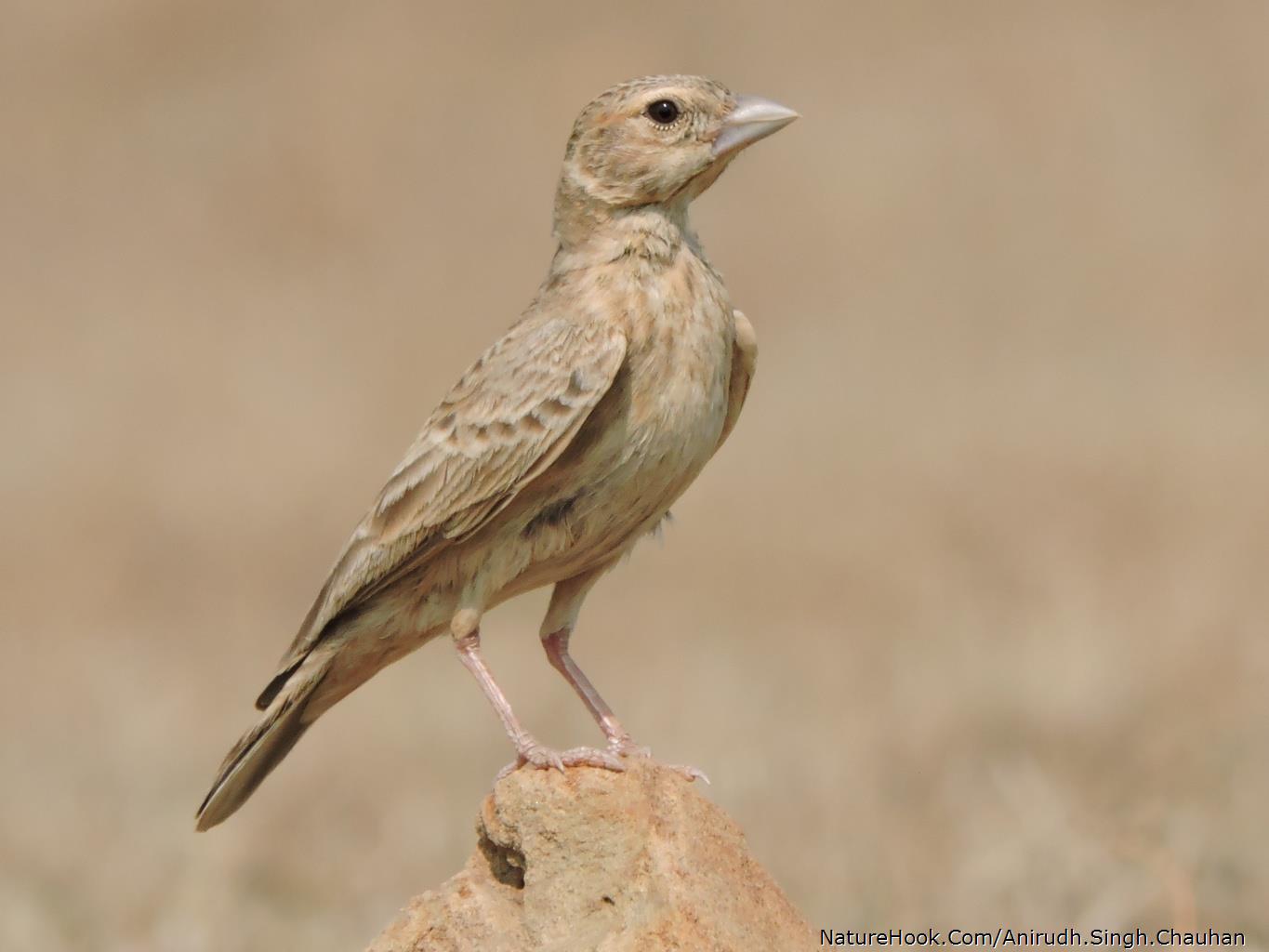 Ashy-crowned Sparrow lark (Fem