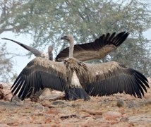 Long-billed Vulture