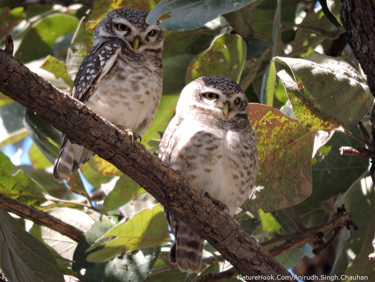 Spotted Owlet