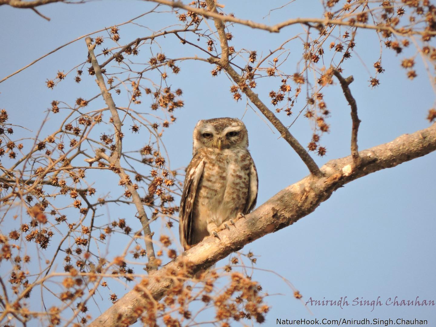 Spotted Owlet